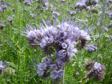 ..:: Sauberkeit, Umweltschutz ::.. ..:: Sauberkeit, Umweltschutz ::..